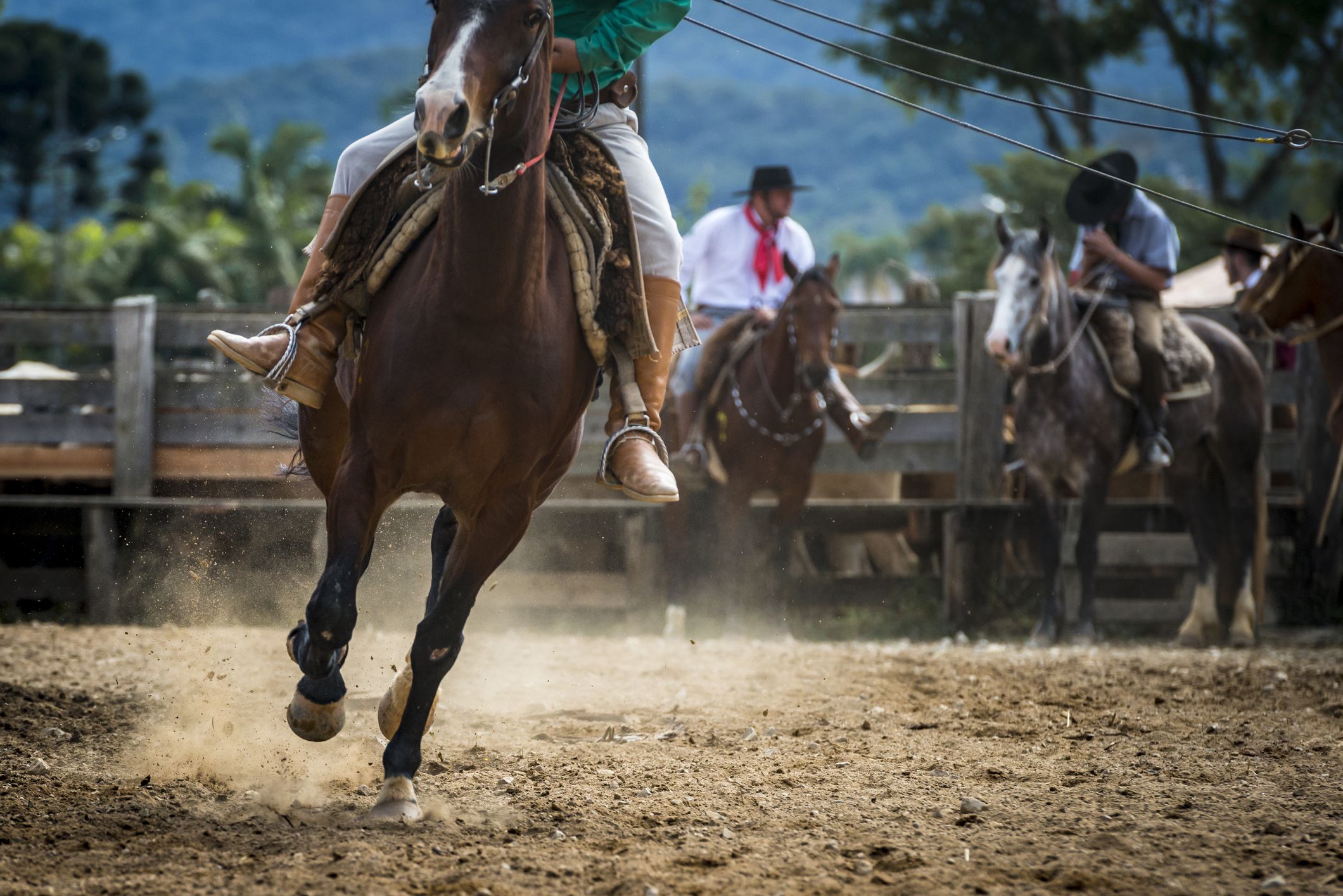 Rodeio: principais diferenças entre montar em touro ou cavalo