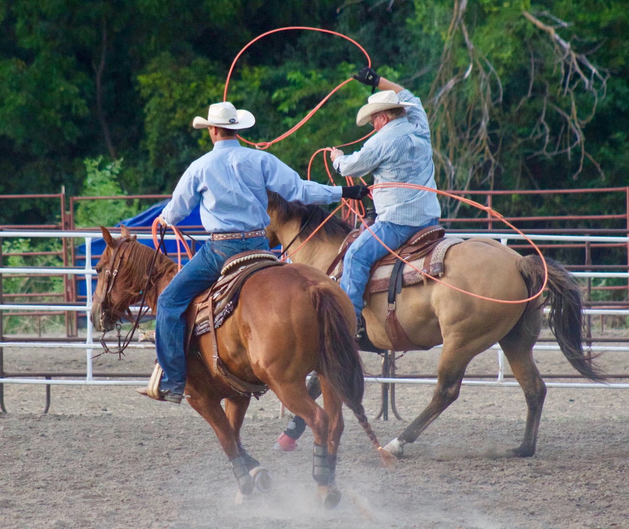 cowboy com corda em cavalo rodeio