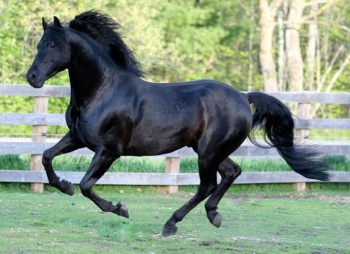 Descobrindo raças: conheça o cavalo Morgan
