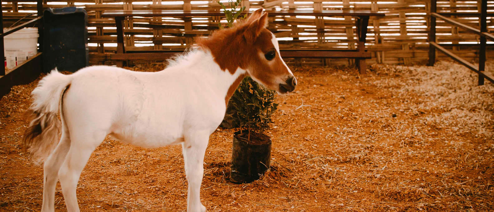 Vendas de Animais de Fazenda Dicas e Estratégias Eficazes