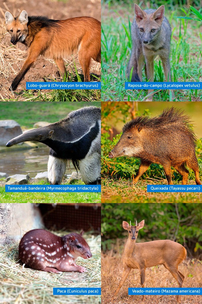 Riqueza da fauna e flora do campo com um cavalo pastando em um campo verde, rodeado de plantas nativas