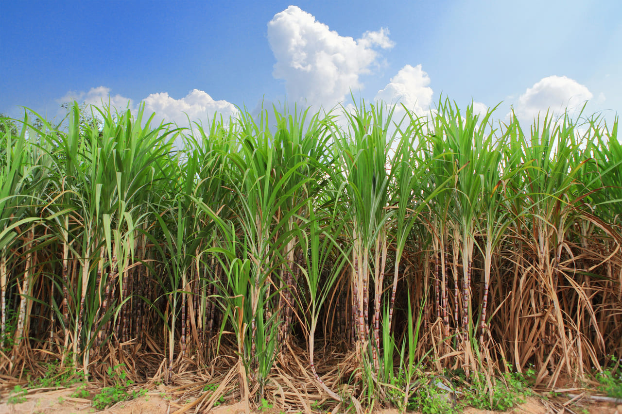 Um campo vasto de cana-de-açúcar sob um céu azul, simbolizando a produção rural e o estilo de vida country.