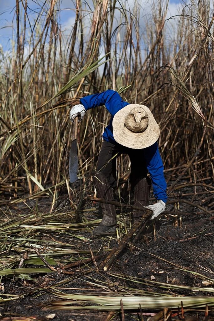 Cultura de Cana-de-Açúcar no Brasil com fazendas típico do interior