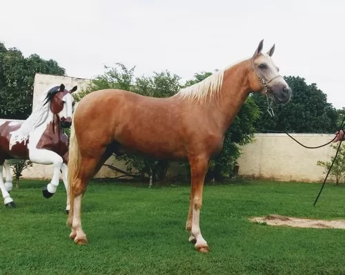 Cavalo Mangalarga Marchador Baio Amarilho em marcha picada