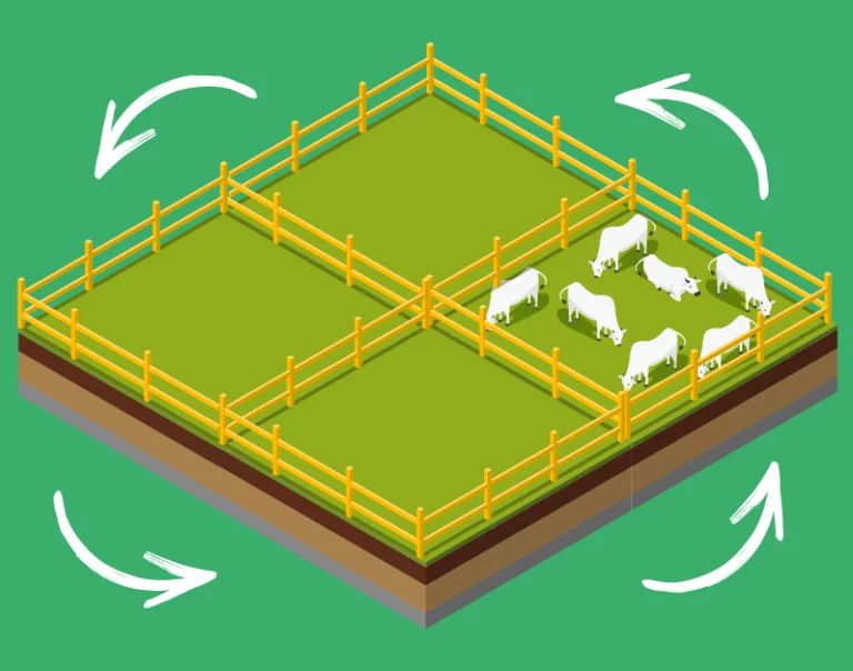 Técnicas de Pastoreio com gado em um campo aberto