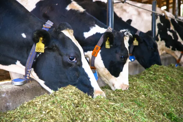 Visão de uma fazenda country com bovinos, suínos e aves em pastagem saudável