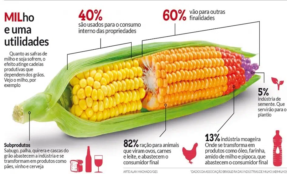 Plantação de milho em campo aberto com um céu azul ao fundo, simbolizando a agricultura moderna e suas culturas.