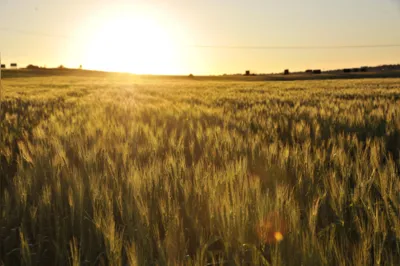 Campos de trigo dourado sob o céu azul, representando a colheita no sul do Brasil.