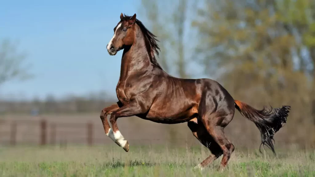 Cavalo Puro Sangue Inglês em um campo verde