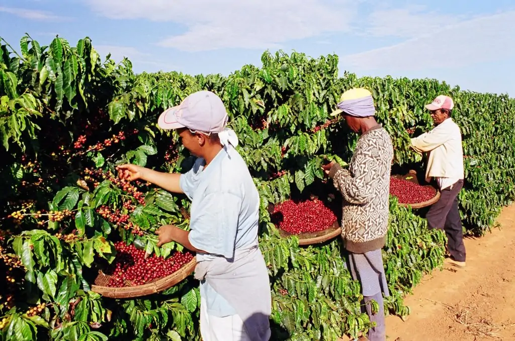 Plantação de café em um campo verde sob um céu azul, simbolizando a riqueza e cultura do Brasil.