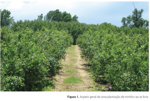 Plantação de Milho em um campo country com aspecto saudável