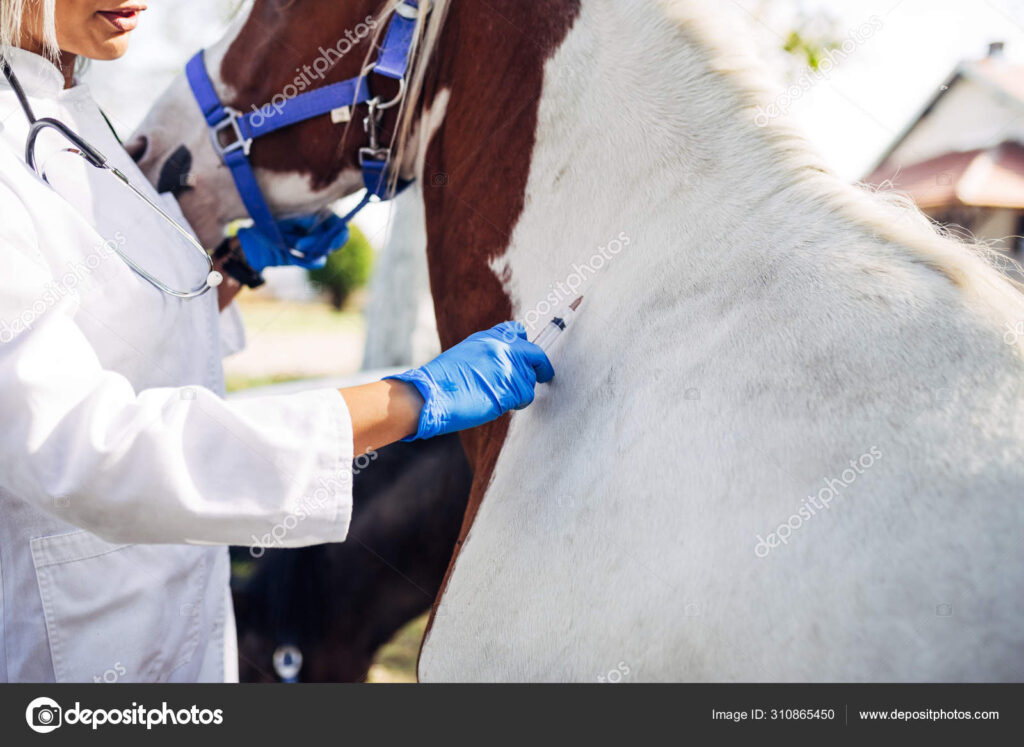 Veterinário examinando um cavalo saudável