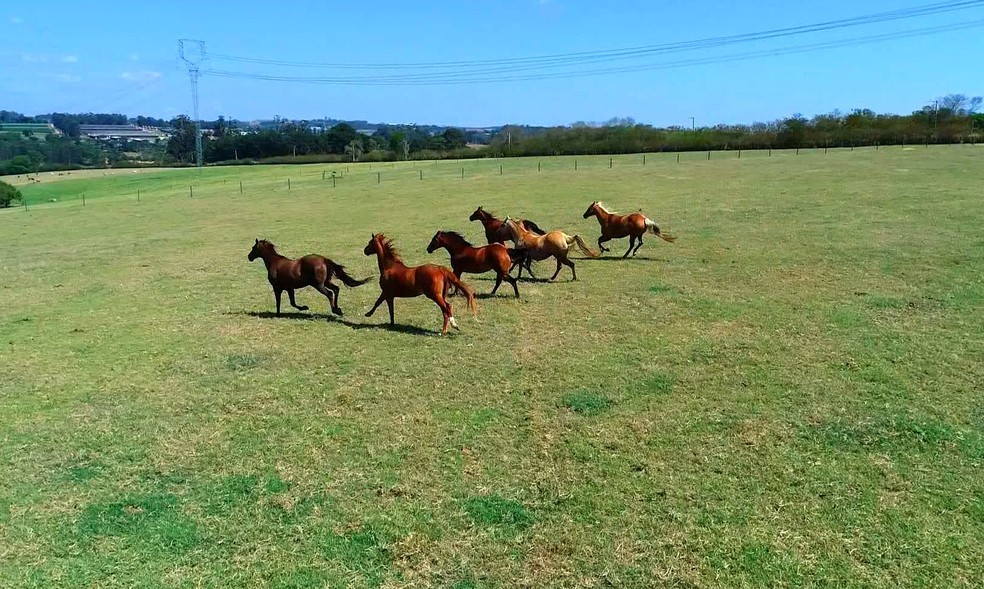 Cavalos de Quarto de Milha trabalhando na fazenda