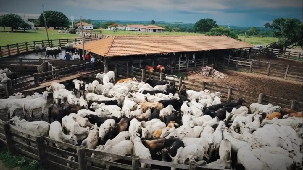 Fazenda country com gado pastando em um vasto campo verde sob um céu azul claro.