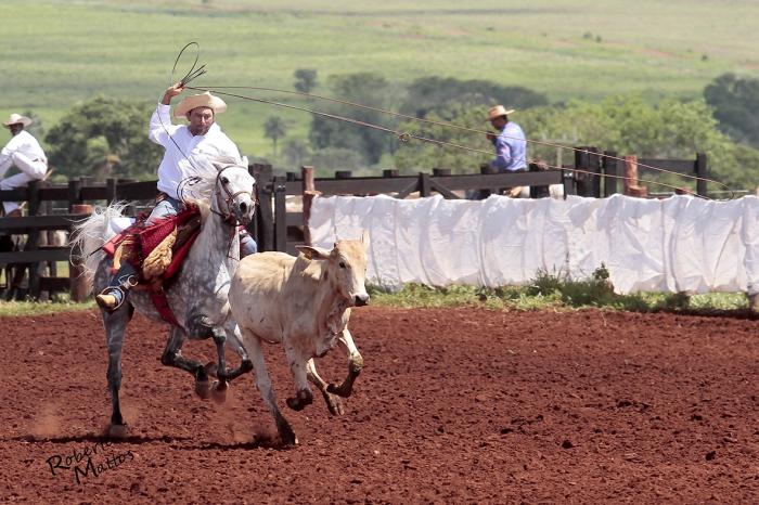 Cavalo Árabe laçado em uma competição country