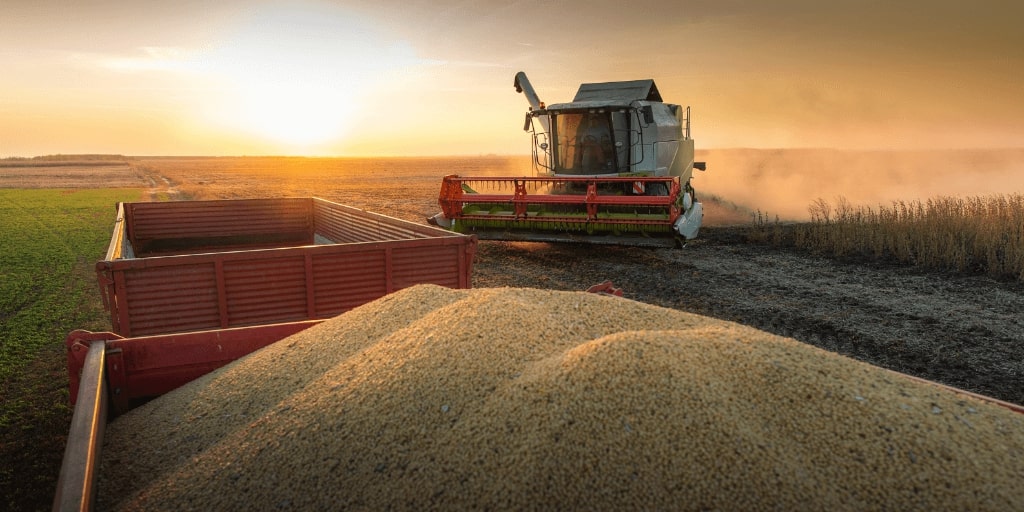 Colheita de grãos em uma fazenda country, com agricultores trabalhando em um cenário rural.