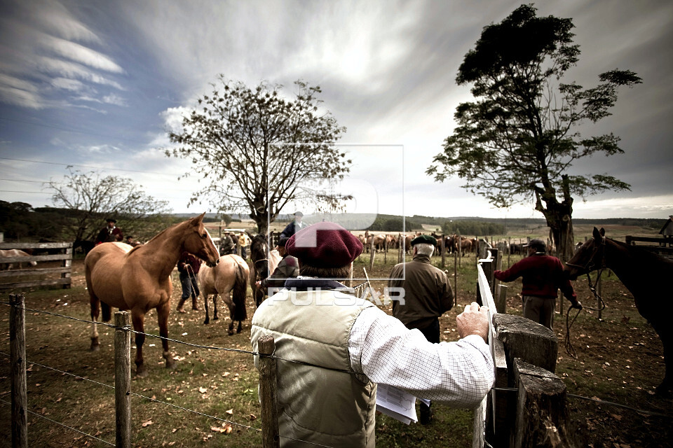 Cavalos de raça crioulos em uma estância no Uruguai