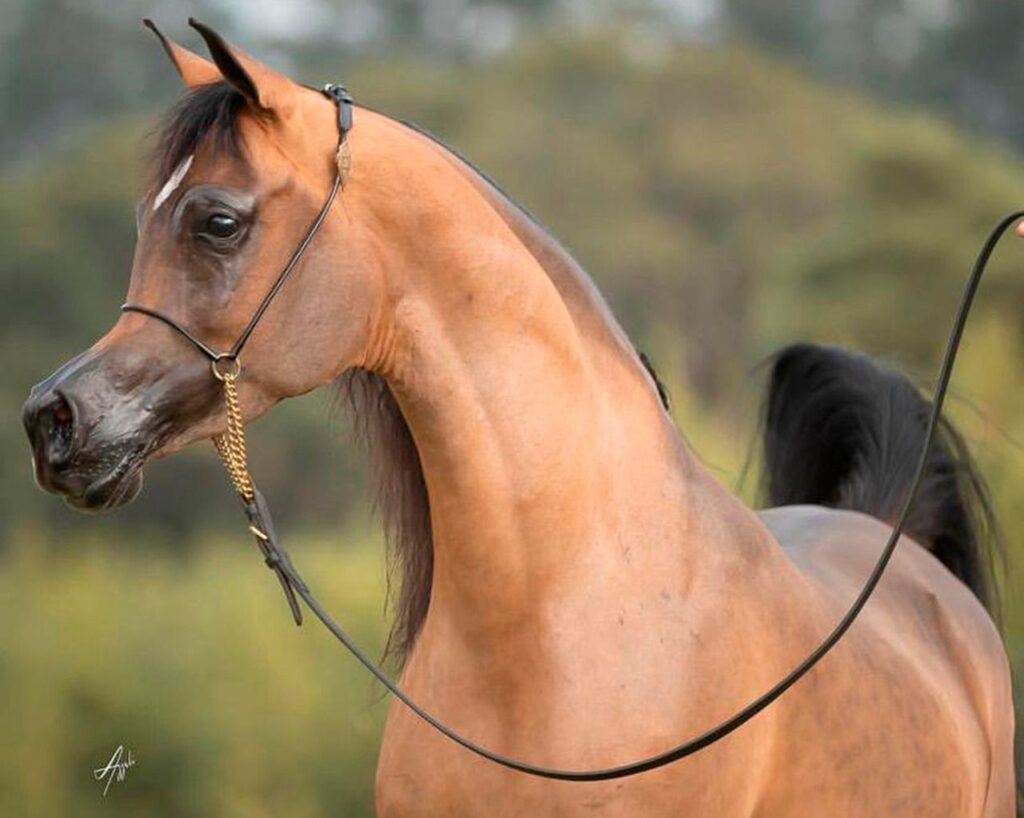 Cavalos de Raça da Zaya Embryo Collection 2022, incluindo futuros campeões do Cavalo Árabe.