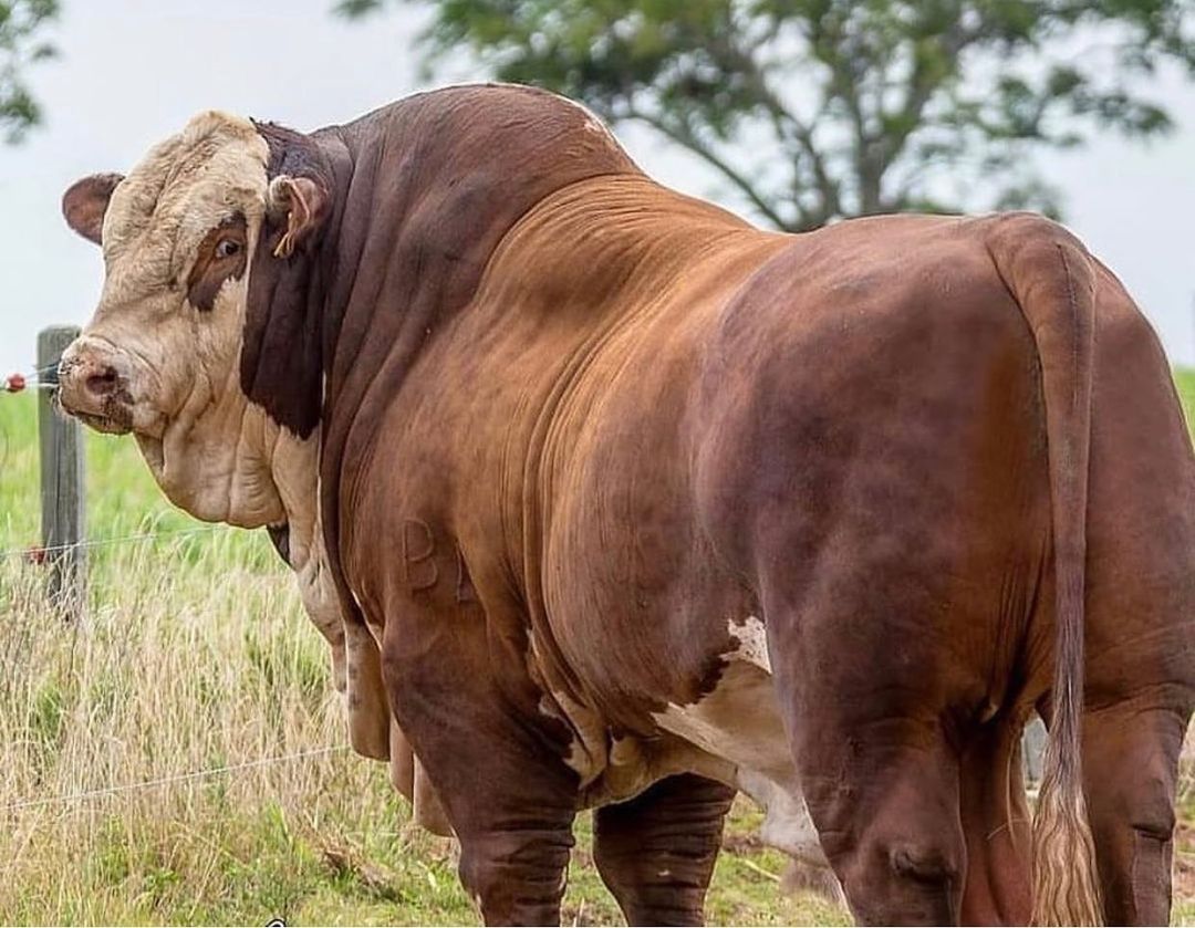 Gado de corte pastando em uma bela paisagem rural