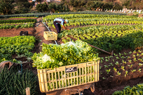 Familiares trabalhando em uma plantação no campo, simbolizando a agricultura familiar e suas práticas sustentáveis.