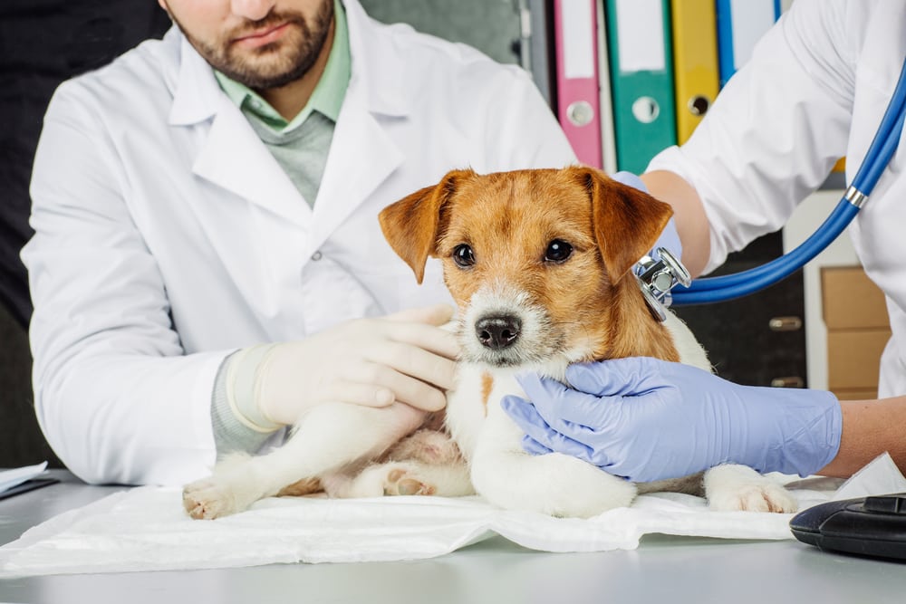 Cuidado com Animais: Dicas para Proteger seu Pet em um ambiente country