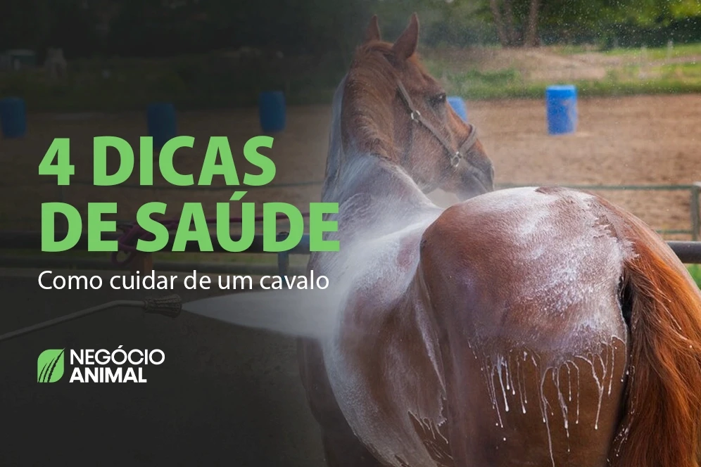 Cavalos saudáveis pastando em um campo verde