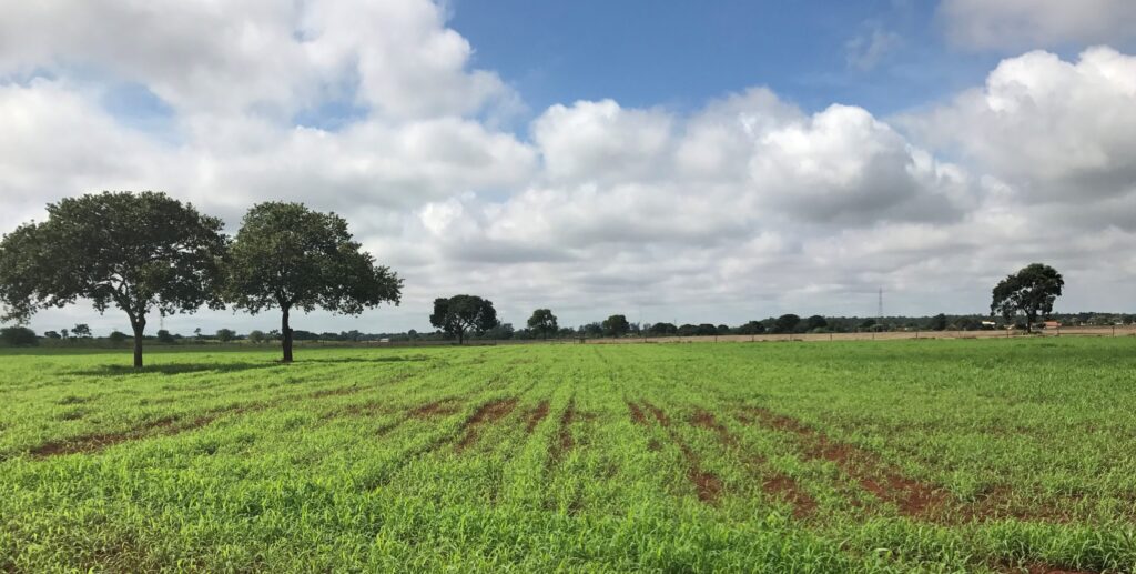 Uma paisagem rural mostrando vastas pastagens verdes onde gado pastando sob o céu azul.