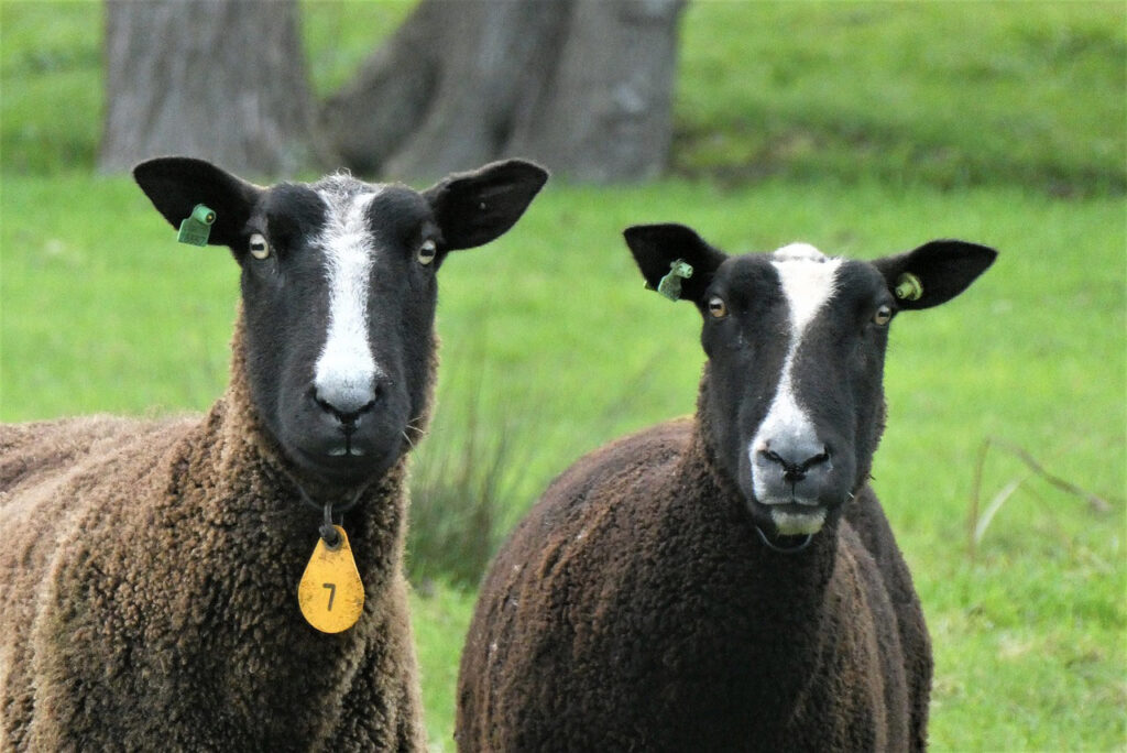 Ovelhas pastando em um campo verde sob um céu azul, simbolizando a criação de ovinos.