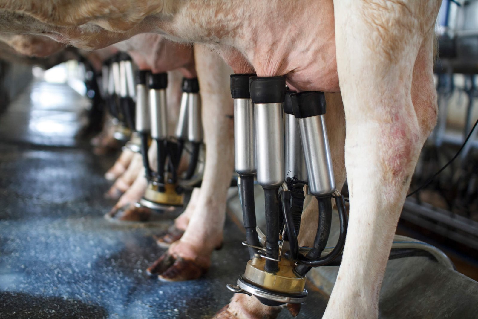 Vacas leiteiras pastando em um campo verdejante, simbolizando uma pecuária saudável e produtiva.