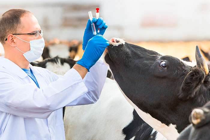 Gado pastando com um veterinário ao fundo, simbolizando cuidados essenciais da medicina veterinária na pecuária.