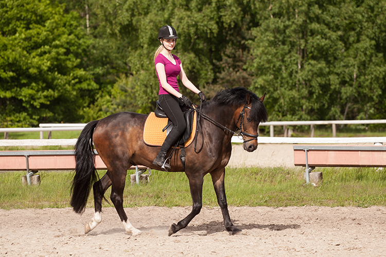 Cavaleiro em um estábulo preparando seu cavalo para competição equestre