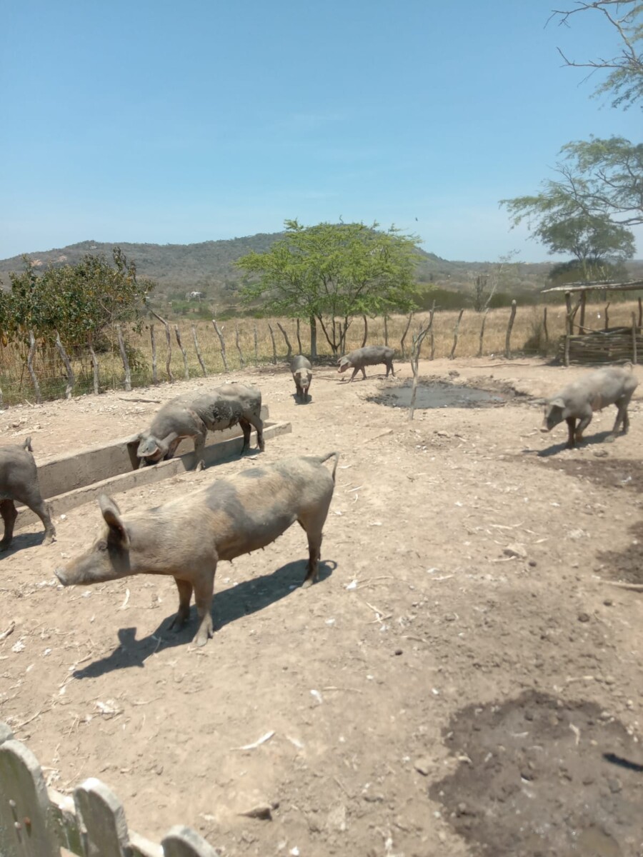 Porcos em um ambiente rural, destacando a suinocultura caipira.