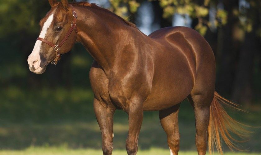 Cavalos em pastagem com paisagem rural ao fundo