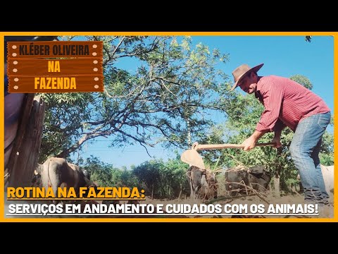 Cuidados essenciais com animais de fazenda, incluindo gado e aves em ambiente rural