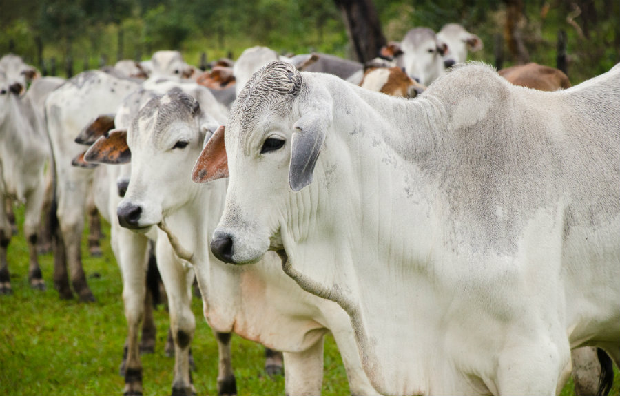 Gado de corte em pastagem verde sob o céu ensolarado