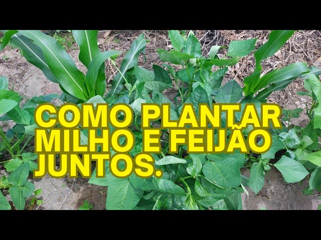 Plantação de milho e feijão em um campo aberto sob o céu azul, simbolizando prosperidade no cultivo.