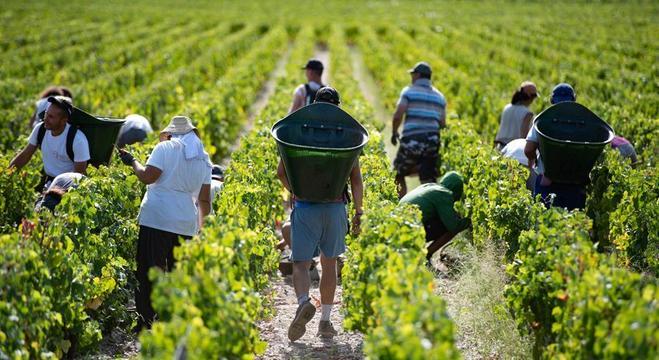 Colheita de frutas no campo com temática country