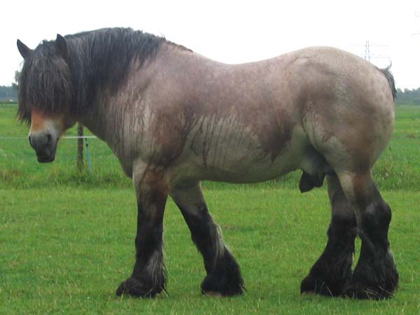 Cavalo de trabalho pastando em uma vasta planície rural.