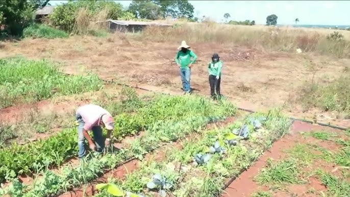 Agricultura sustentável no interior rural, mostrando campos verdes e práticas de cultivo respeitando o meio ambiente.