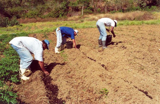 Técnicas de Adubação Orgânica em uma fazenda country