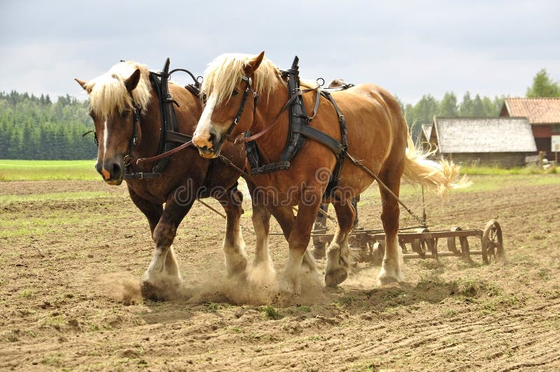 Cavalos trabalhando na agricultura, simbolizando a sustentabilidade e a importância dos animais na lavoura.