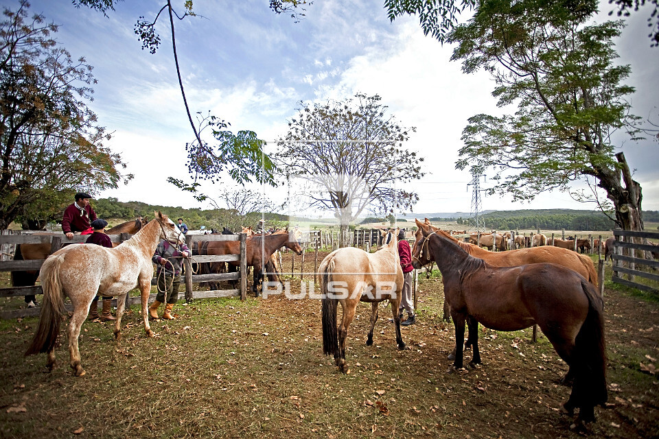 Cavalos de raça criando em estância no Uruguai