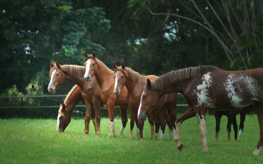 Cavalos em pastagem sob um céu azul, representando a criação de cavalos no Brasil.