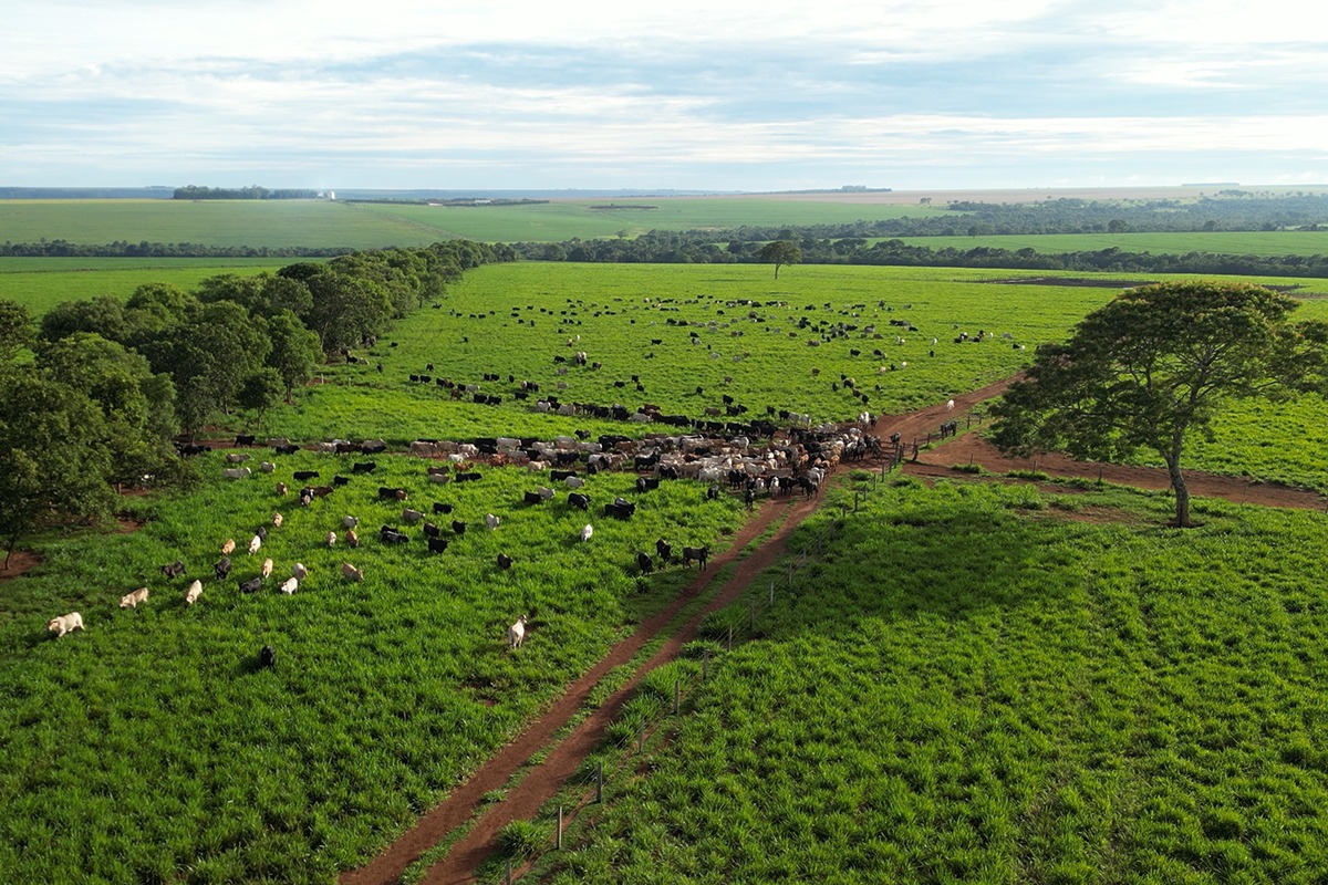 Uma bela paisagem de uma fazenda típica brasileira, com pastagens verdes e gado pastando sob um céu azul.