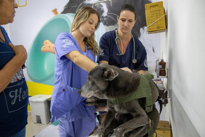 Tratamento de animais em ambiente rural com veterinário e cuidadores.