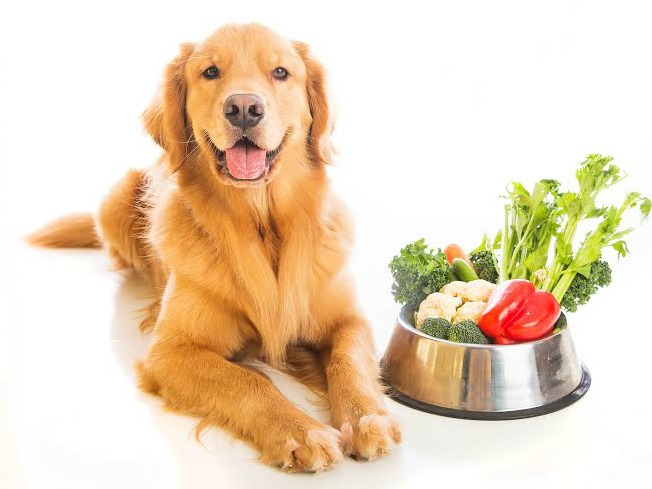 Cachorro e gato desfrutando de alimentos naturais em um ambiente rural