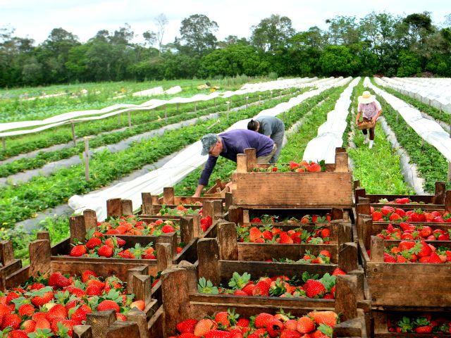 Plantação de frutas orgânicas no campo com paisagens rurais