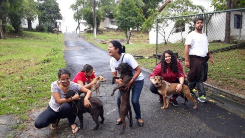 Cuidando de animais de fazenda com atenção e carinho