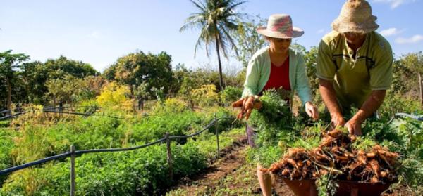 Roça e produção sustentável com foco na agroecologia