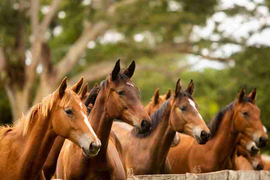 Cavalos saudáveis em um pasto verdejante, representando o bem-estar animal.